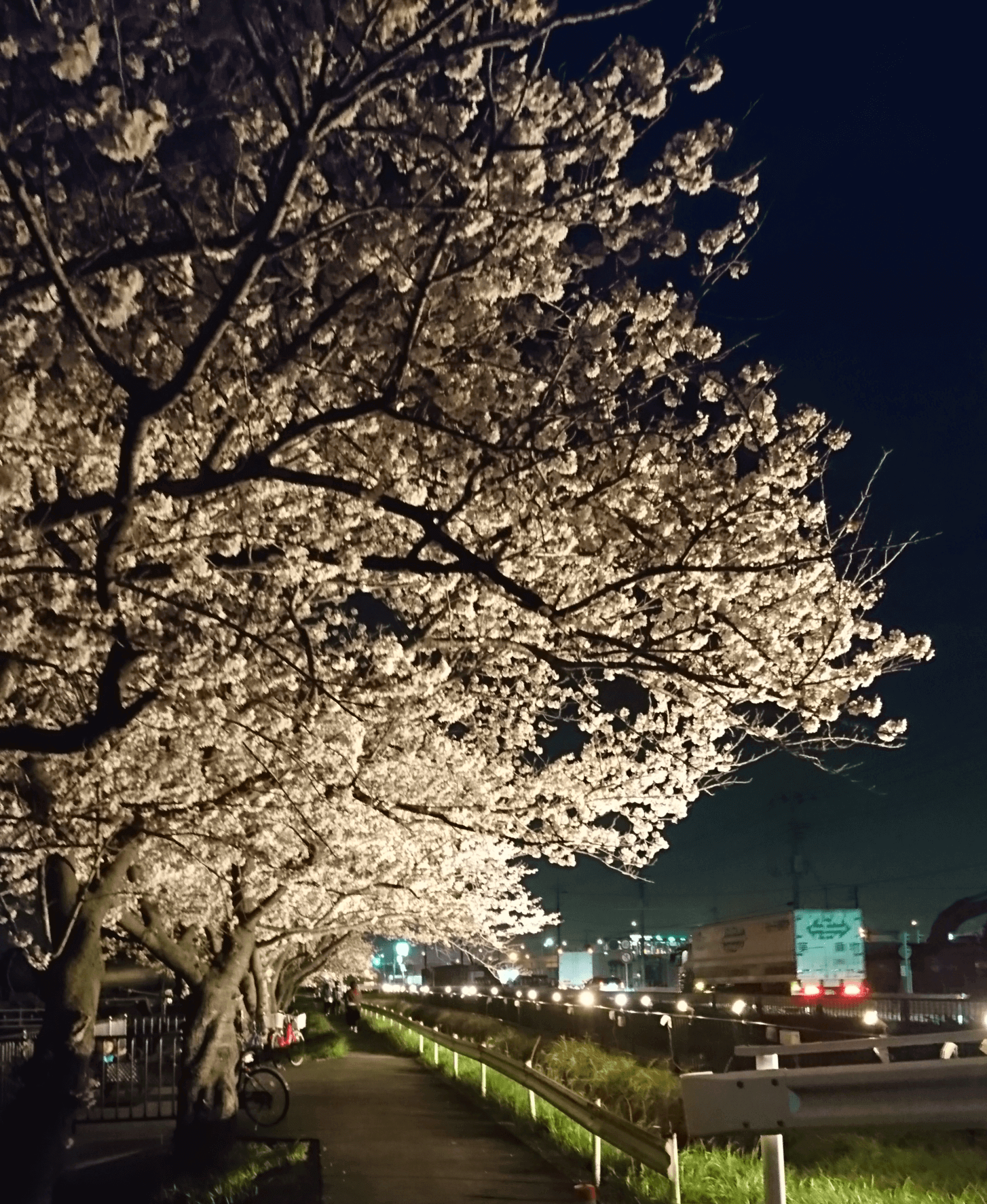 三郷でも夜桜が楽しめる上口へいってみよう！